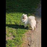 Pomeranian