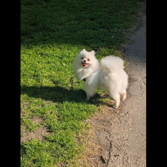 Pomeranian