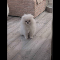 Pomeranian