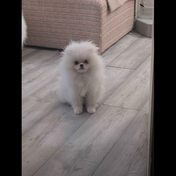 Pomeranian
