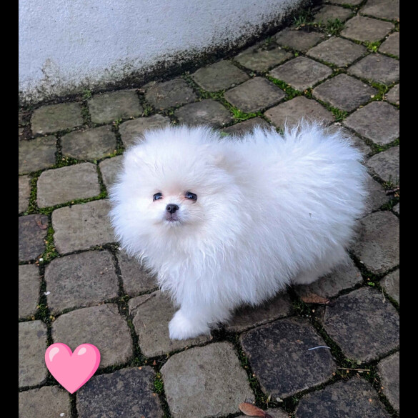Pomeranian