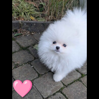 Pomeranian