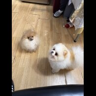 Pomeranian