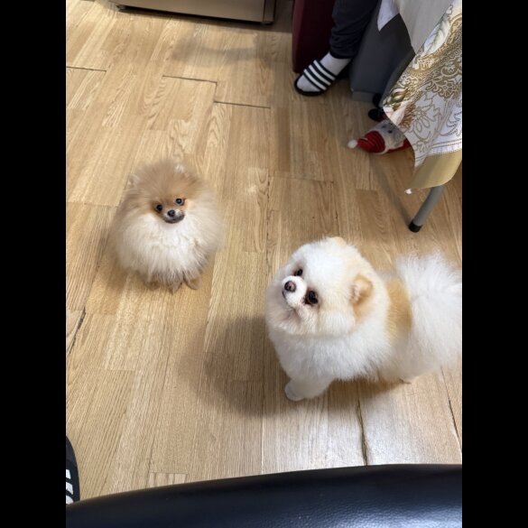 Pomeranian