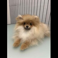 Pomeranian
