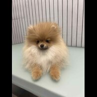 Pomeranian