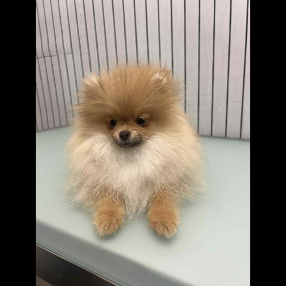 Pomeranian