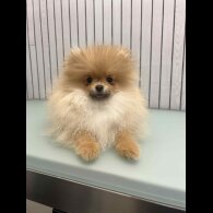 Pomeranian