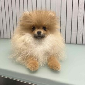 Pomeranian