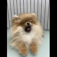 Pomeranian