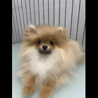 Pomeranian