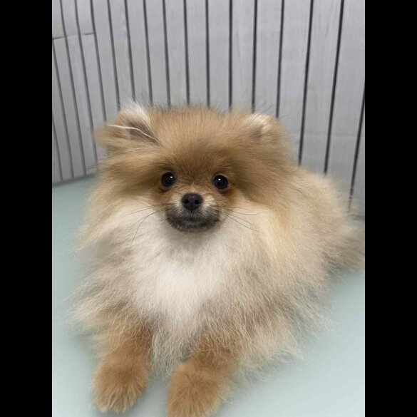 Pomeranian
