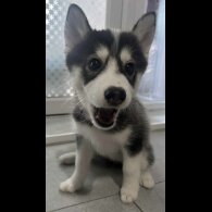 Pomsky