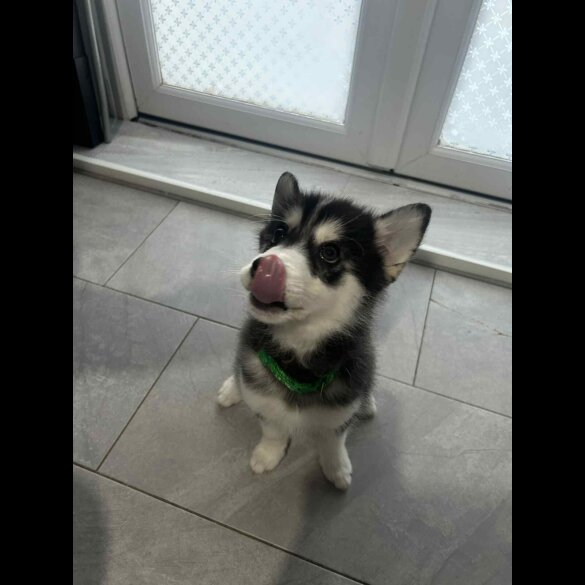Pomsky