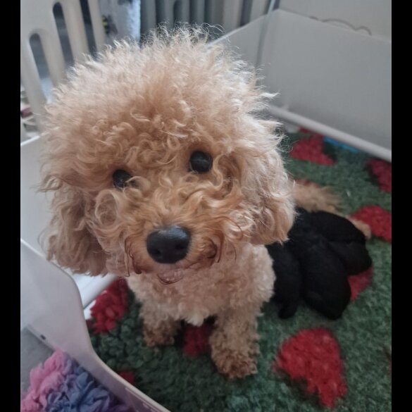 Poochon