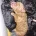 Poochon