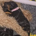 Poochon