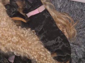 Poochon