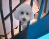 Poochon