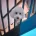 Poochon