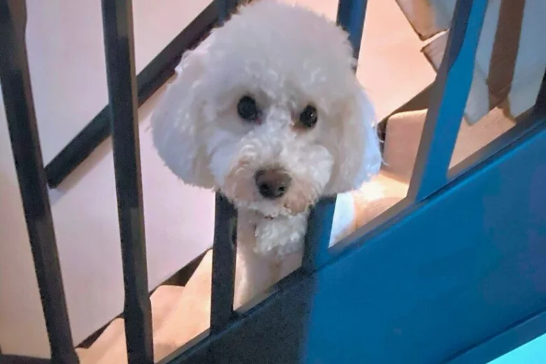 Poochon