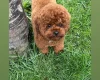 Poochon