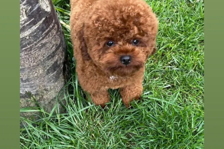 Poochon