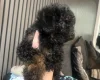Poochon