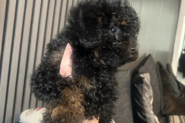 Poochon