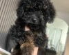 Poochon