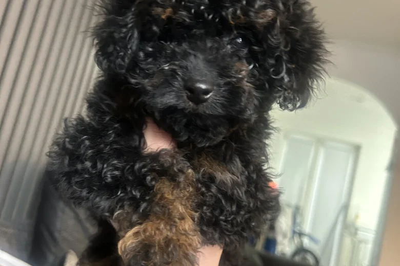 Poochon