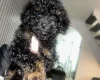 Poochon
