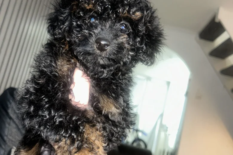 Poochon