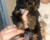 Poochon