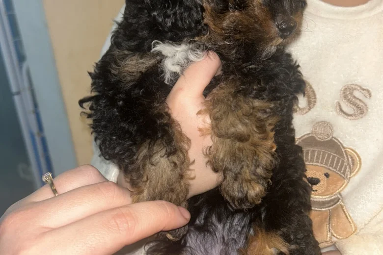 Poochon