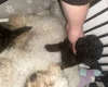 Poochon