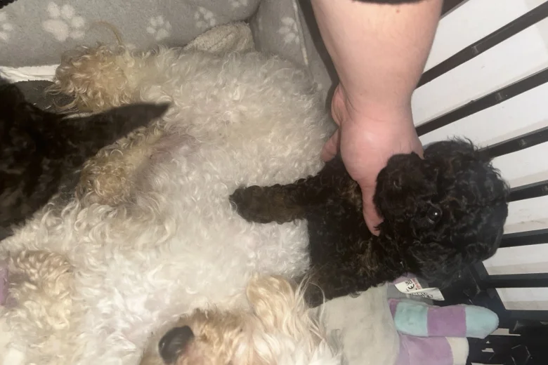 Poochon