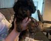 Poochon