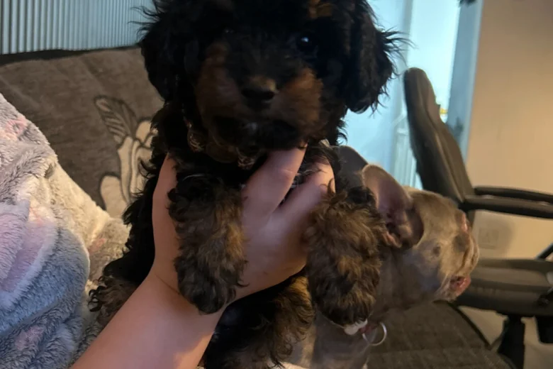 Poochon