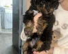 Poochon