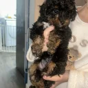 Poochon