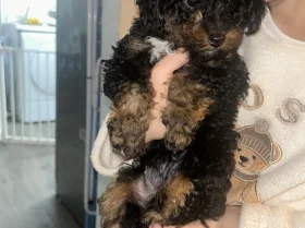 Poochon