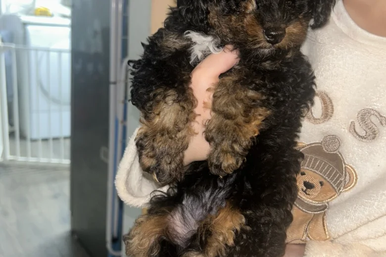 Poochon