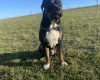 Presa Canario