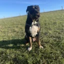 Presa Canario