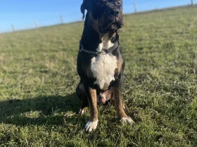 Presa Canario