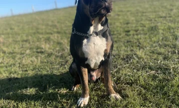 Presa Canario