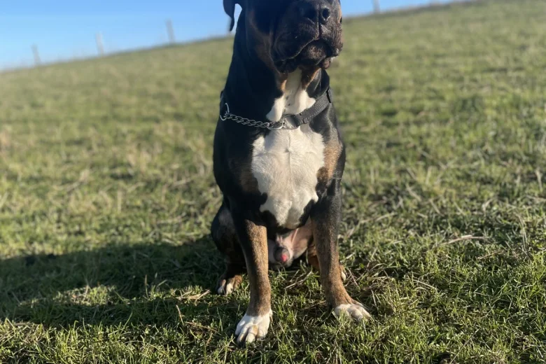 Presa Canario
