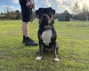Presa Canario