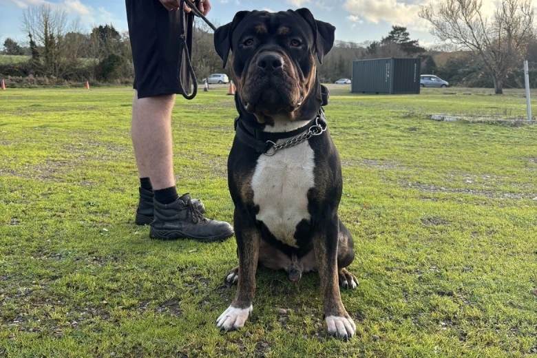 Presa Canario